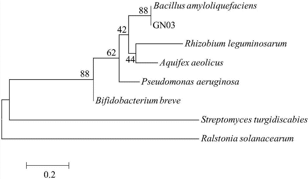 Bacillus amyloliquefaciens GN03 and application thereof