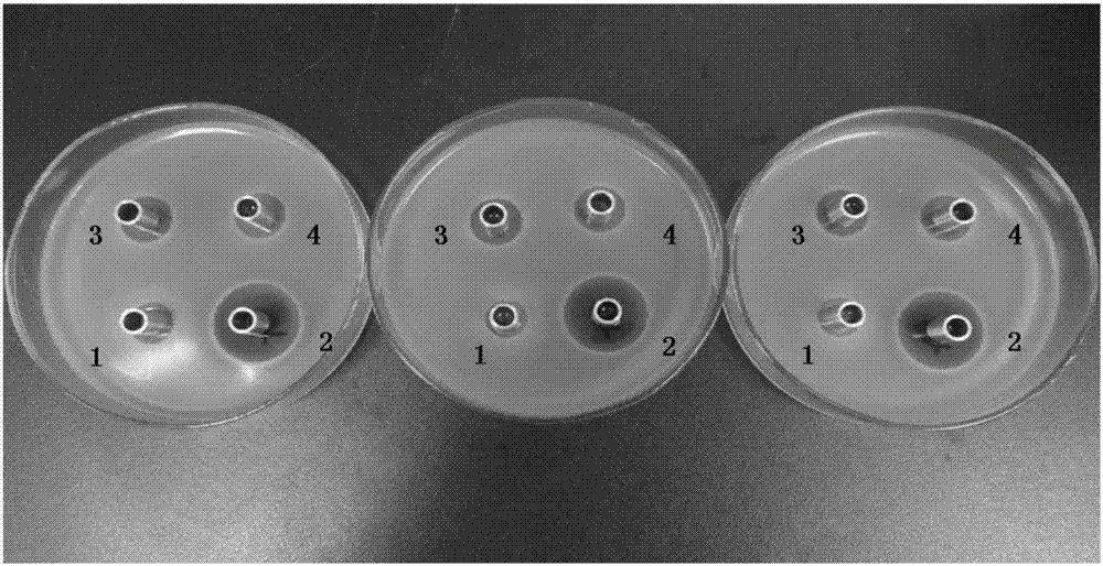 Soil biological activator and preparation method thereof