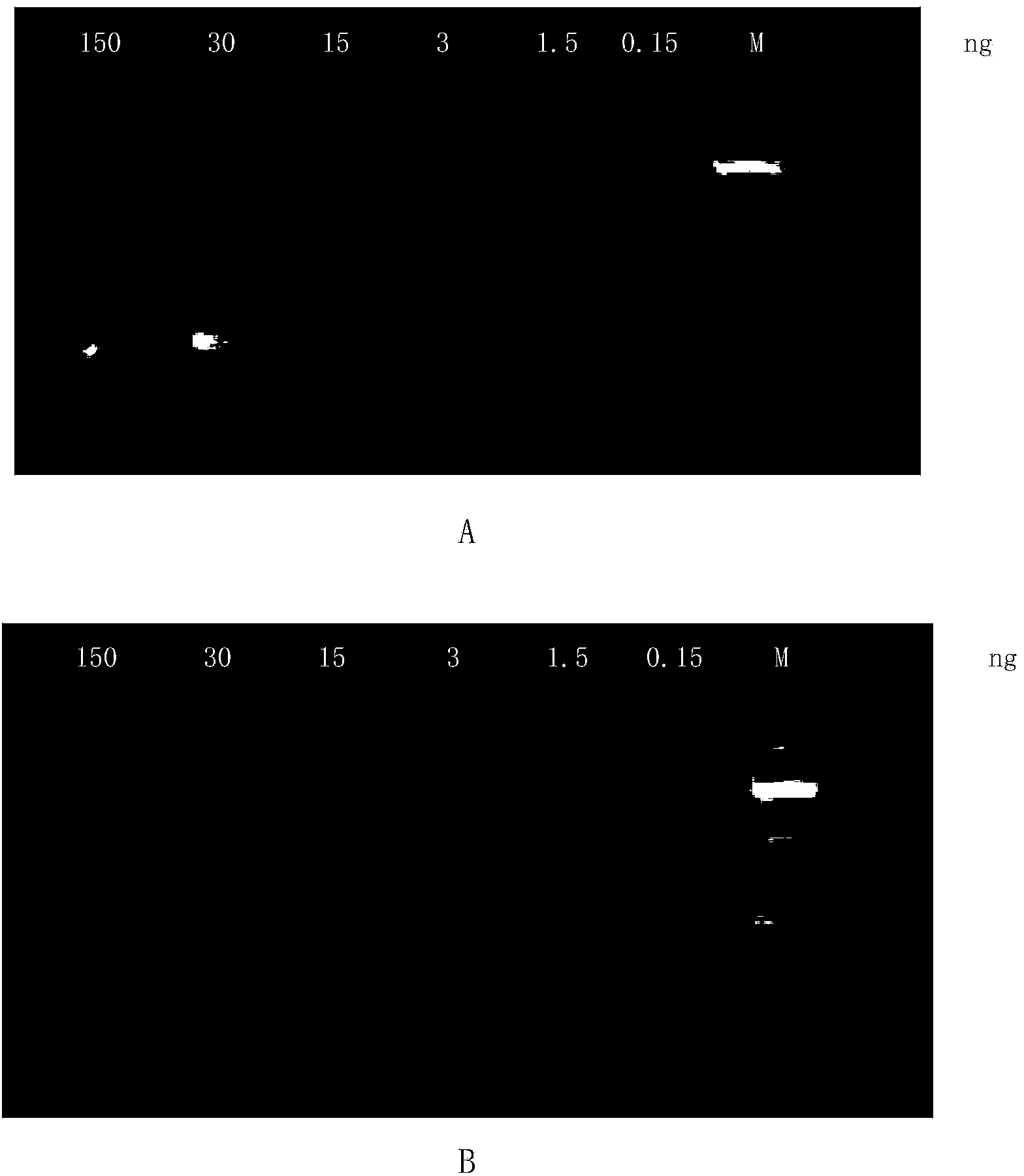 New application of substance for detecting nucleotide at rs1344706 site in ZNF804A gene