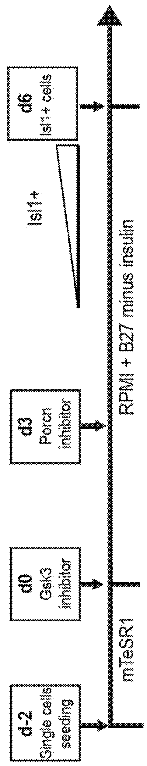 Use of jagged 1/frizzled 4 as a cell surface marker for isolating human cardiac ventricular progenitor cells