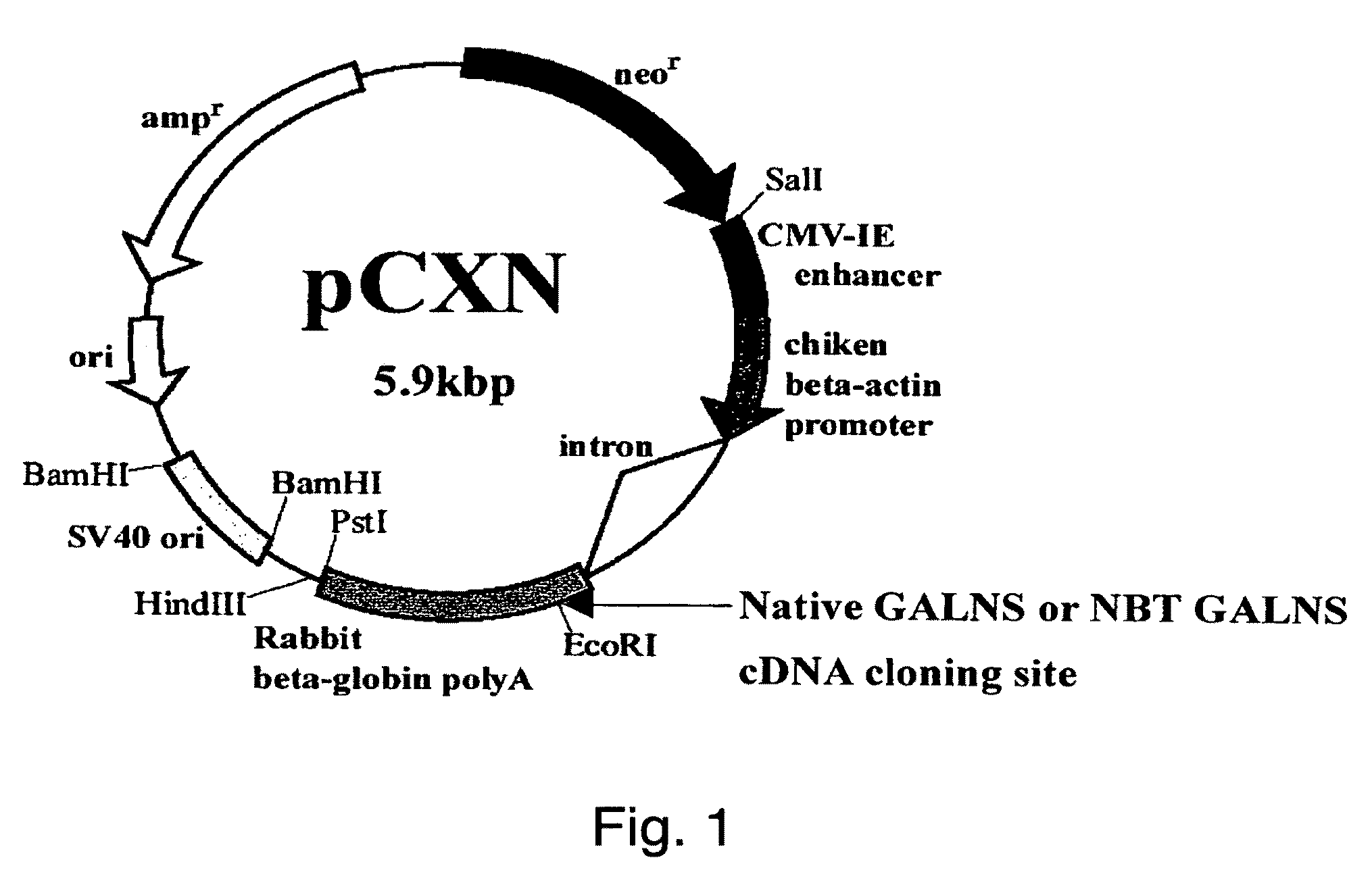 Proteins with an attached short peptide of acidic amino acids