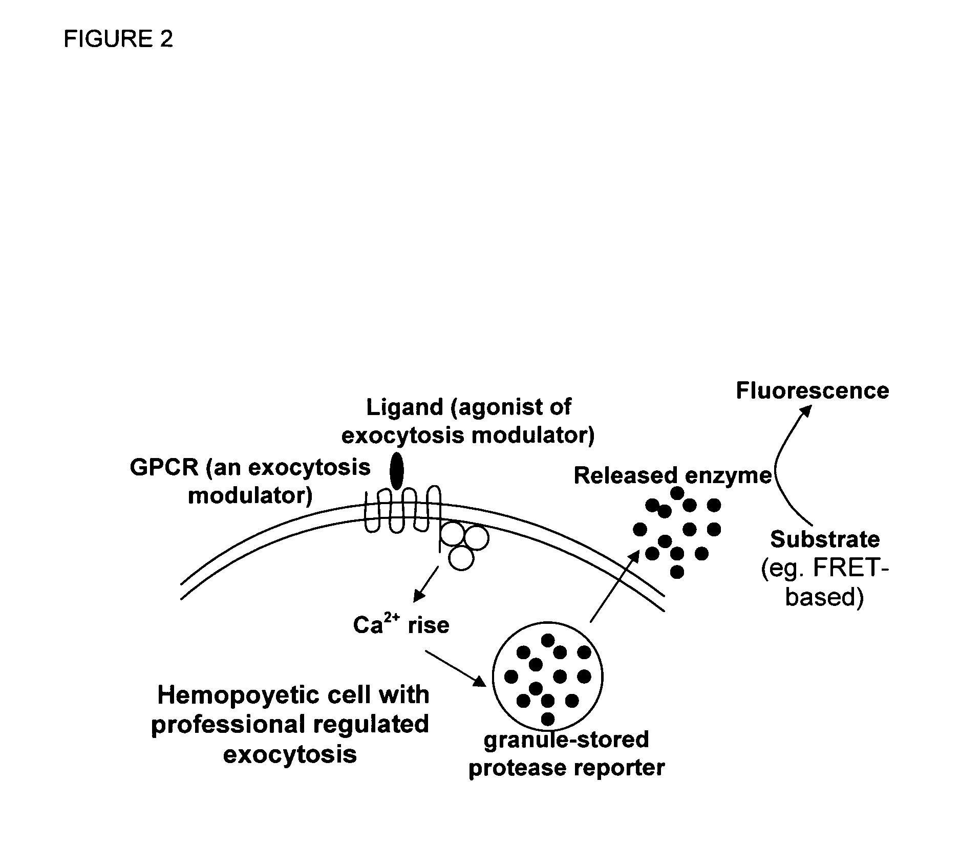 Novel ultrasensitive cell based sensors and uses thereof