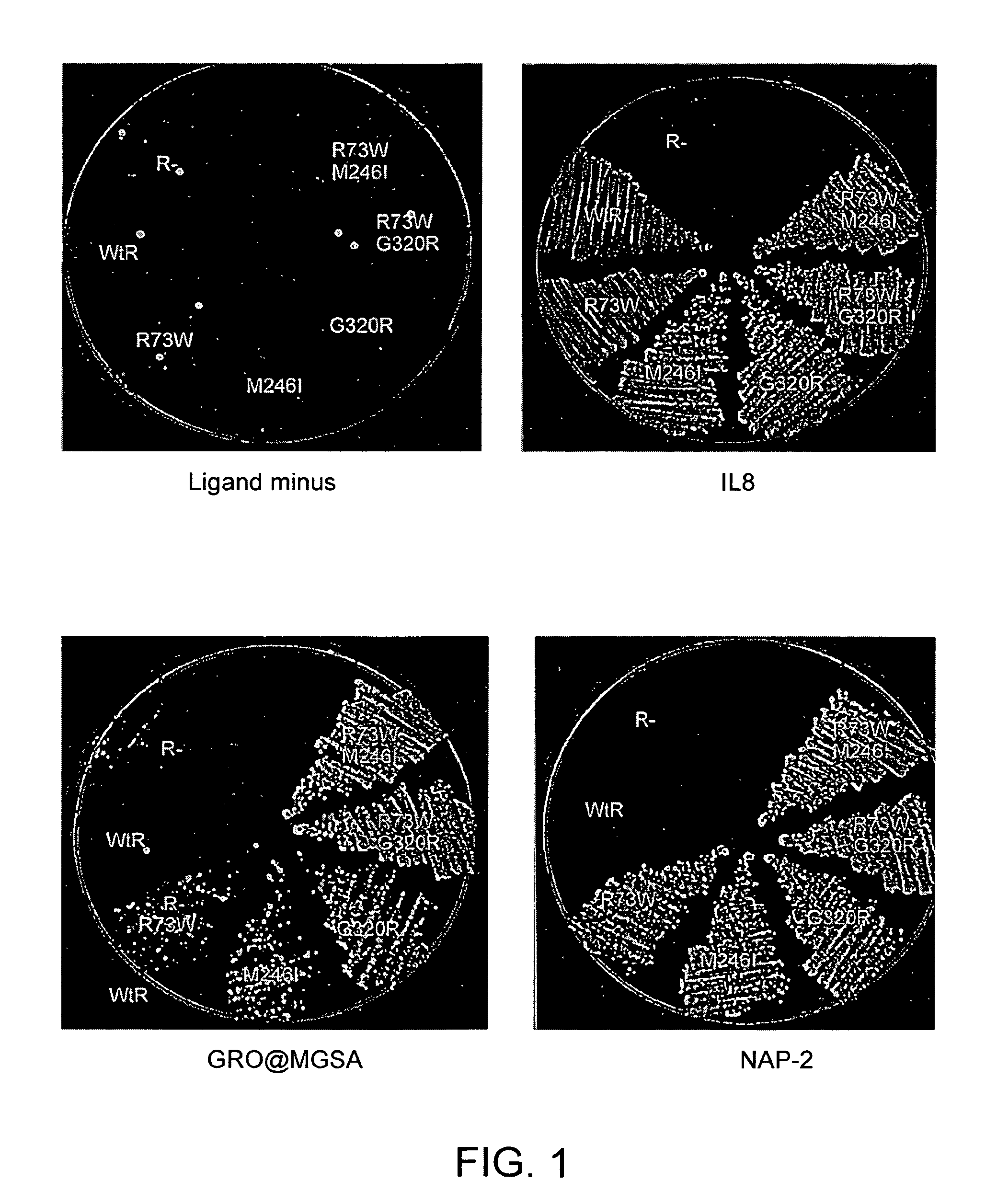 Expression of G protein-coupled receptors with altered ligand binding and/or coupling properties