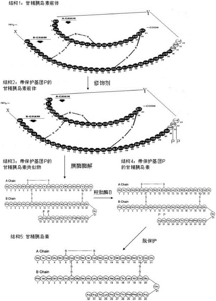 A kind of preparation method of insulin glargine and its analogues