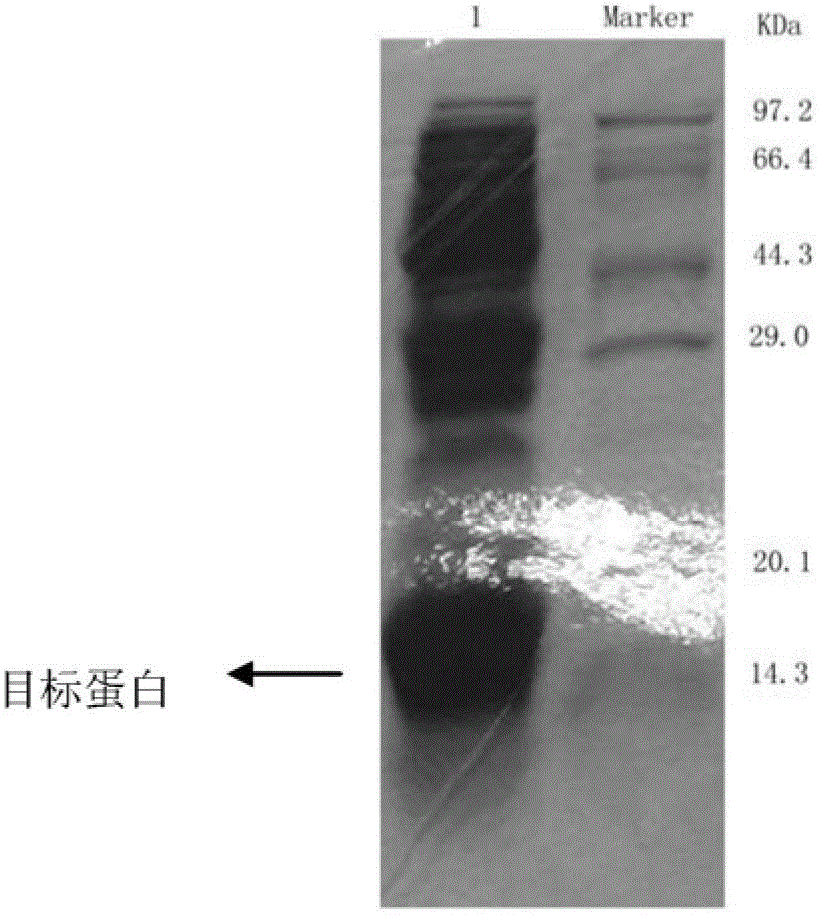 A kind of preparation method of insulin glargine and its analogues