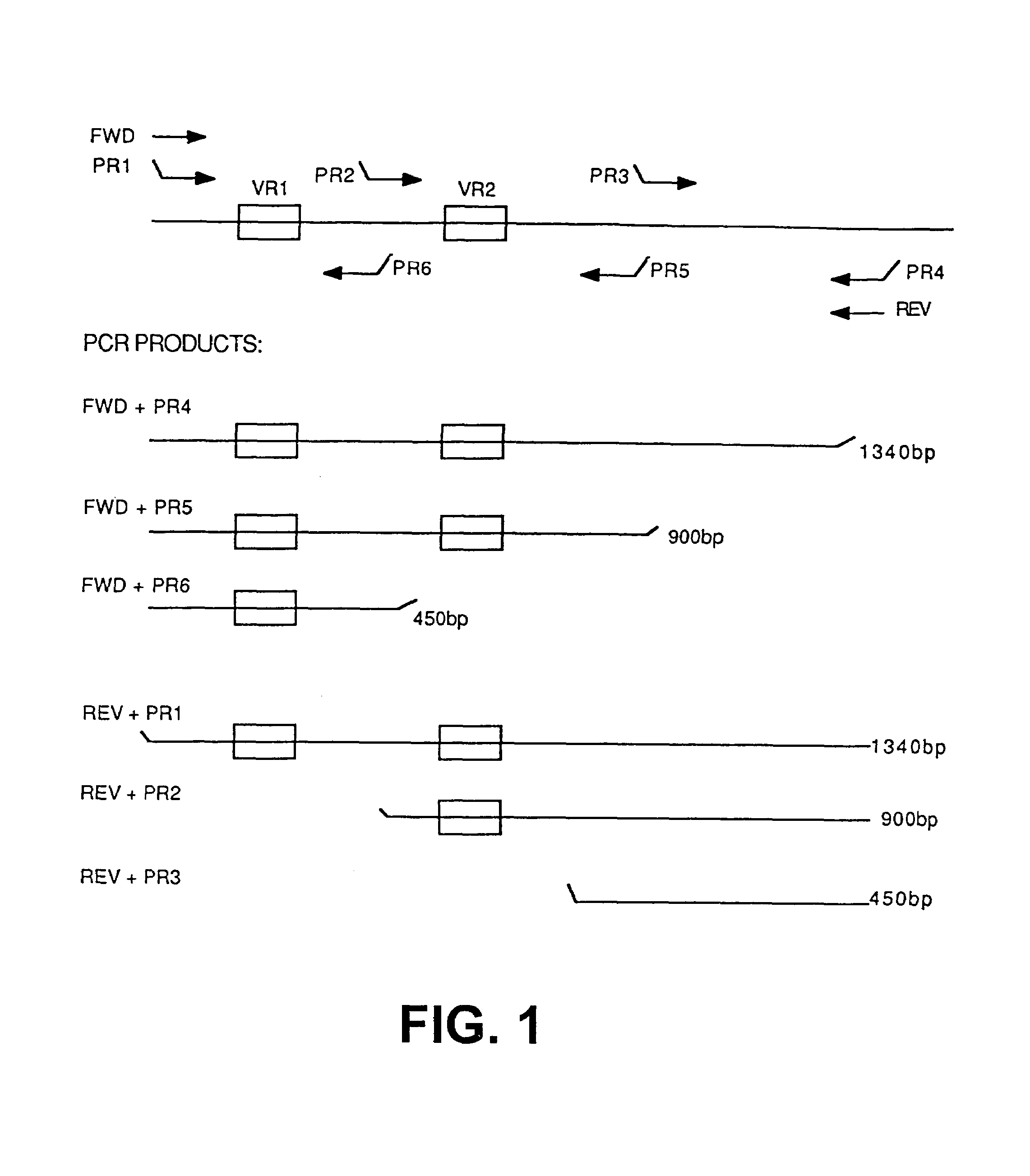 Recombinant microorganism expressing meningococcal class 1 outer membrane protein