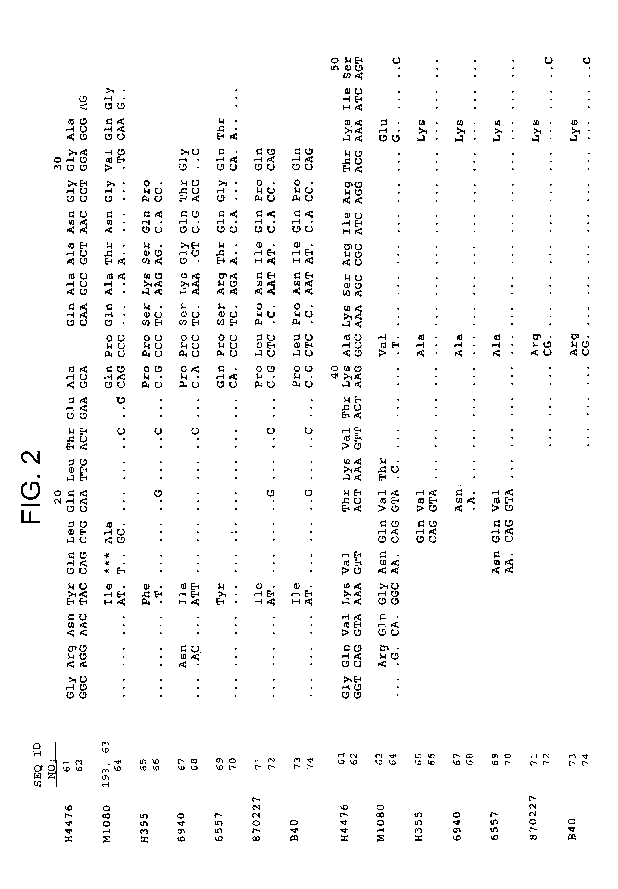 Recombinant microorganism expressing meningococcal class 1 outer membrane protein