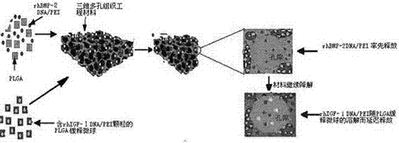 Preparation method of double-gene time sequence sustained-release tissue engineering scaffold material