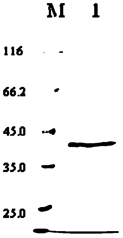 Bacillus bombyseptieus parasporal crystal toxin (Bb toxin) protein and truncated segment thereof as well as recombinant expression vector and application of Bacillus bombyseptieus parasporal crystal toxin protein