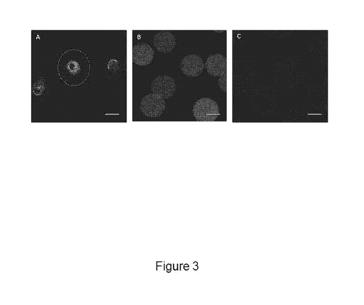 Natural Polymer-Derived Scaffold Material and Methods for Production Thereof