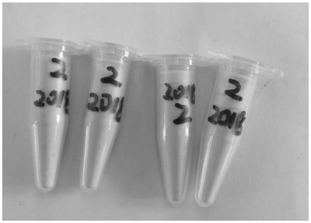 A method for increasing the amount of pollen collection of wild sugarcane resources