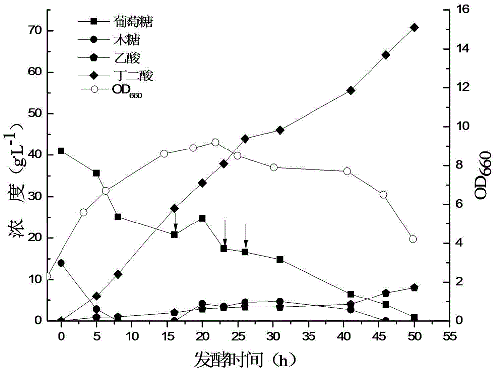 Method for producing succinic acid by taking sugarcane bagasse as raw materials through fermentation