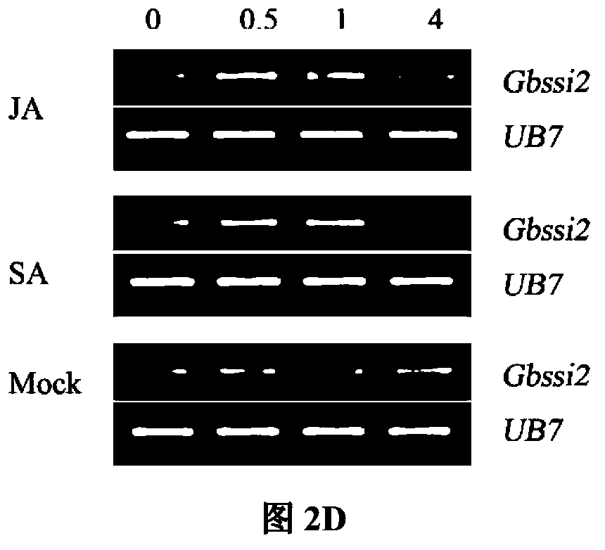 Cotton stearyl desaturase gene GbSSI2 and application thereof