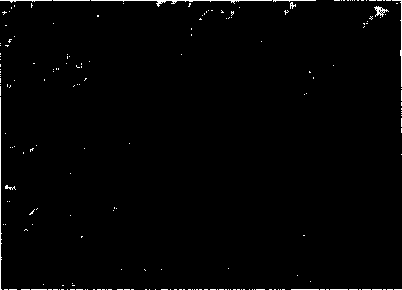 Process for preparing self-humidifying composite proton exchange film for fuel cell