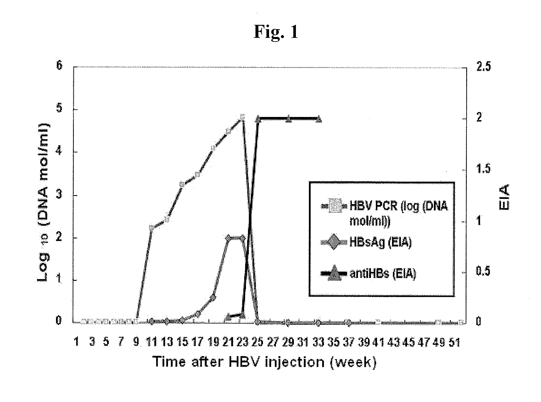 Use of human antibody capable of neutralizing hepatitis b virus for the prevention or treatment of hepatitis b virus infection