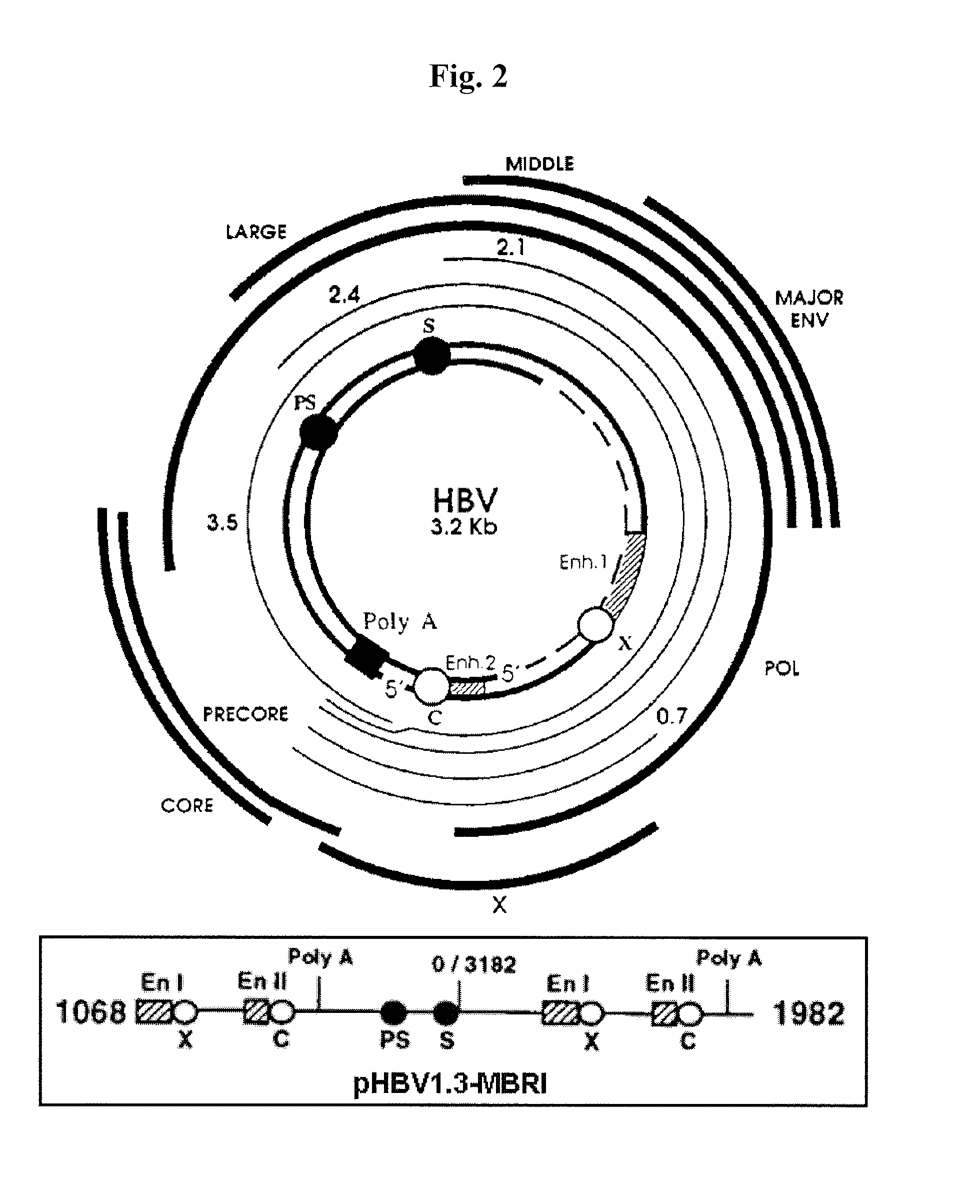 Use of human antibody capable of neutralizing hepatitis b virus for the prevention or treatment of hepatitis b virus infection