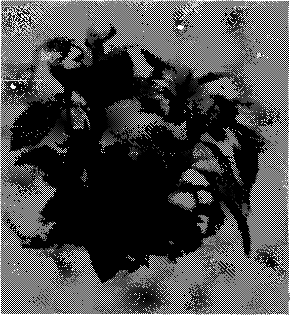 Method for quickly breeding Malus 'Hongying' by tissue culture