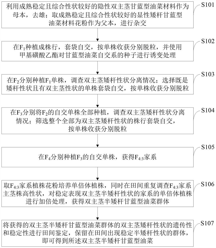 Breeding method of double main stem semi-dwarf brassica napus