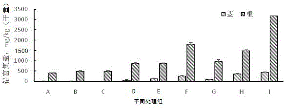 Method of combinedly-reinforced repairing pyrene-and-lead combinedly-polluted soil with scripus triqueter