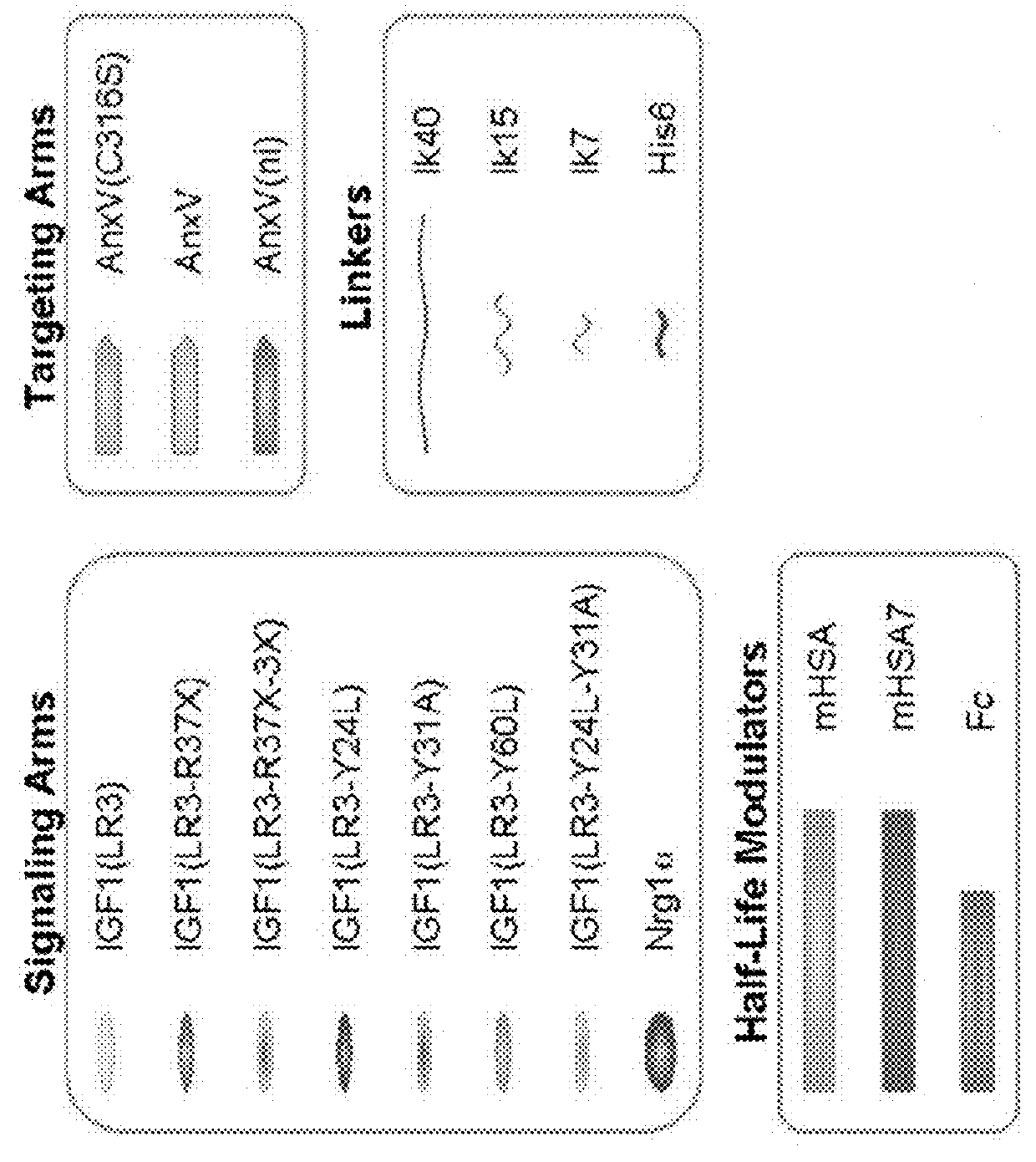 Bi-specific annexin A5/IGF-1 proteins and methods of use thereof to promote regeneration and survival of tissue