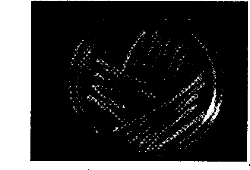 Styrene-degrading bacteria MJ001 and separating method thereof