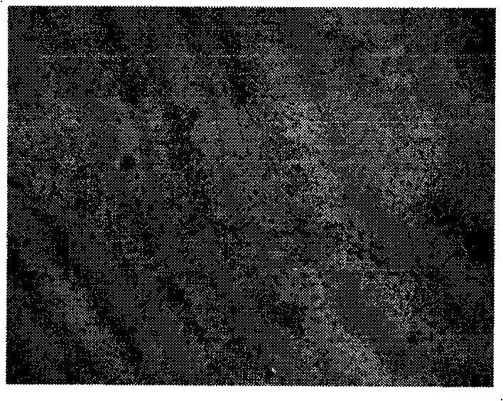 Styrene-degrading bacteria MJ001 and separating method thereof