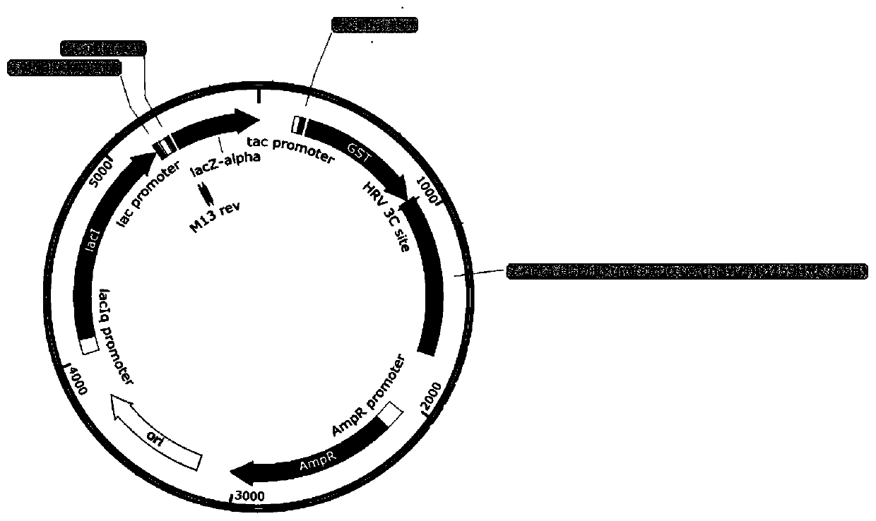 7 beta-HSDH enzyme and DPS fusion protein