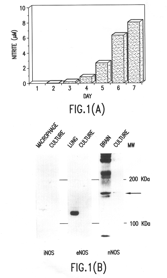 Neurotrophic factor secretion promoters