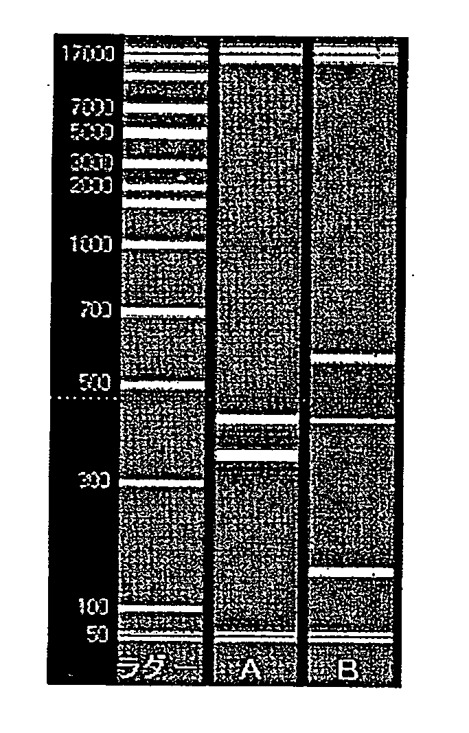 Probe, probe set and information acquisition method using the same