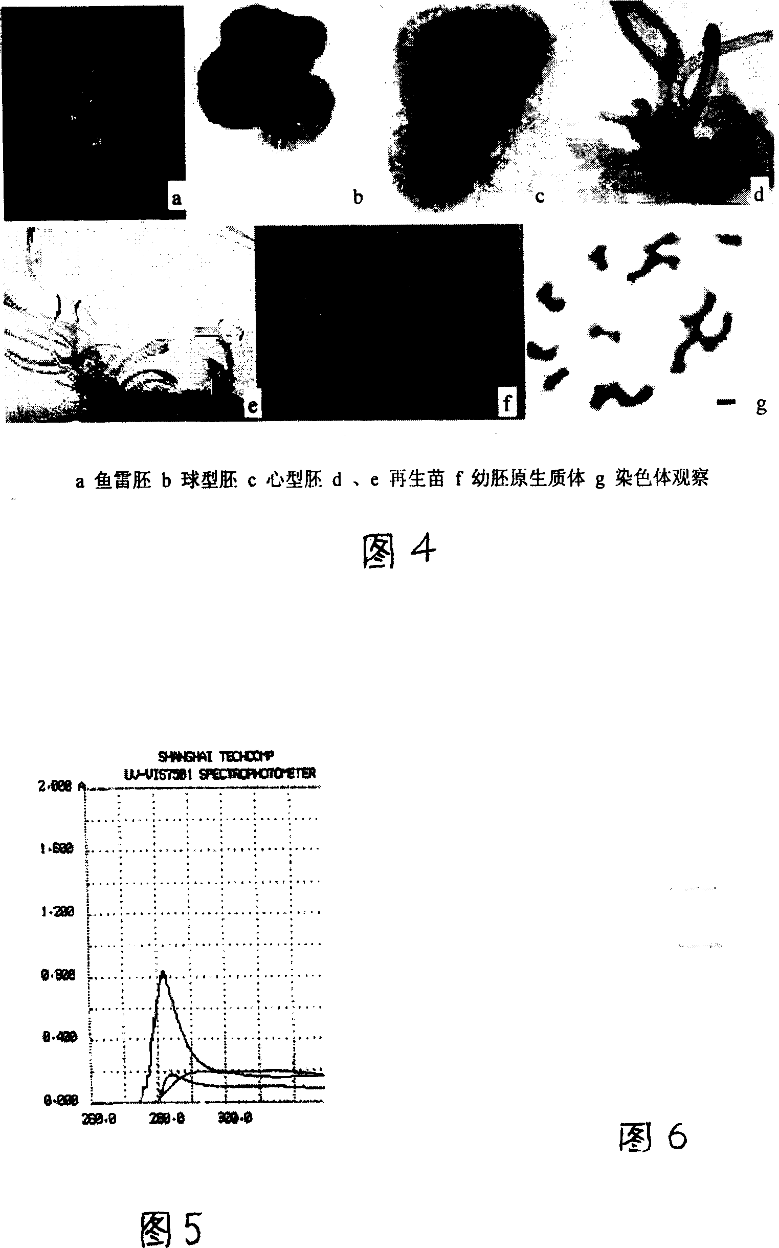 Method for tissue culturing ice edge plant in high mountains and for production of excreting protein-from cold induction