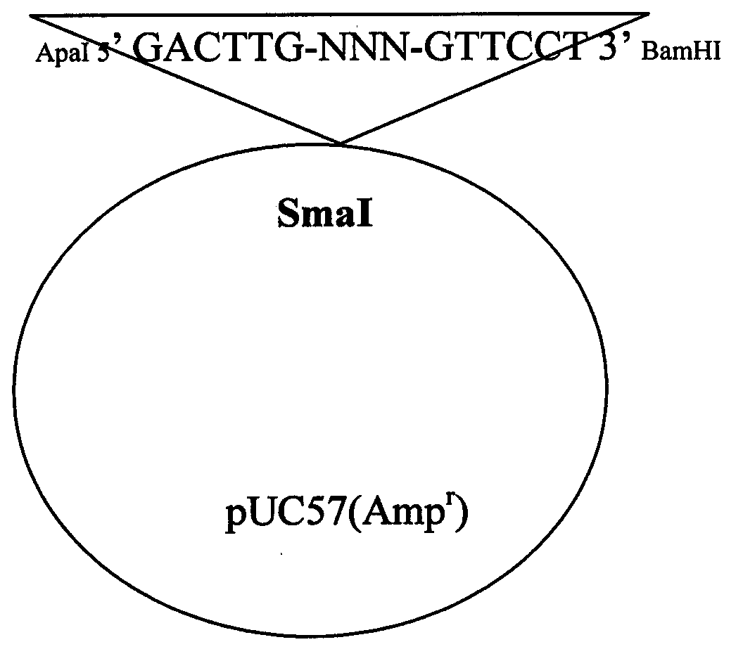 Detection method for dose of ionizing radiation on human peripheral blood lymphocytes