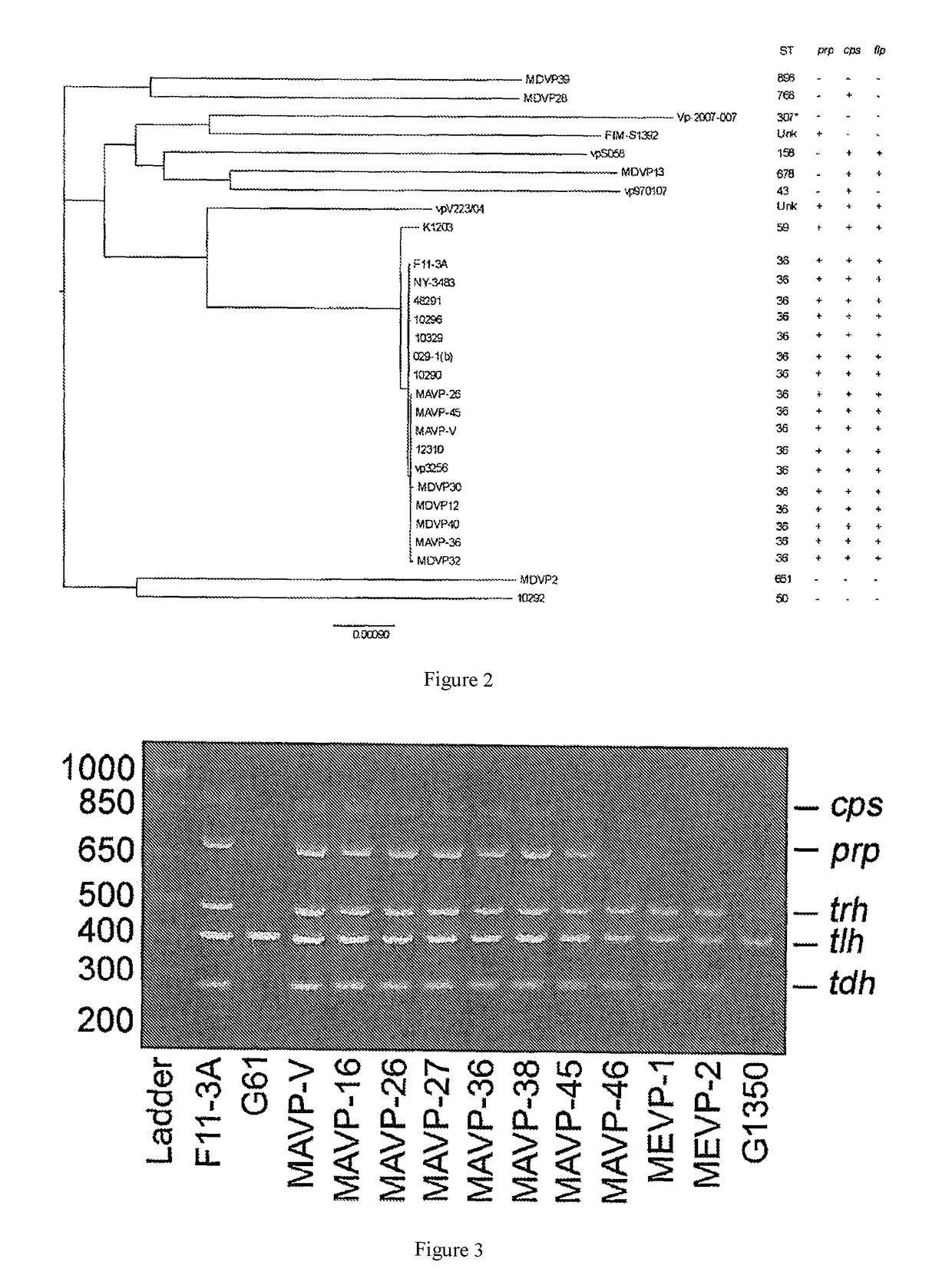Methods and compositions for identifying pathogenic vibrio parahaemolyticus