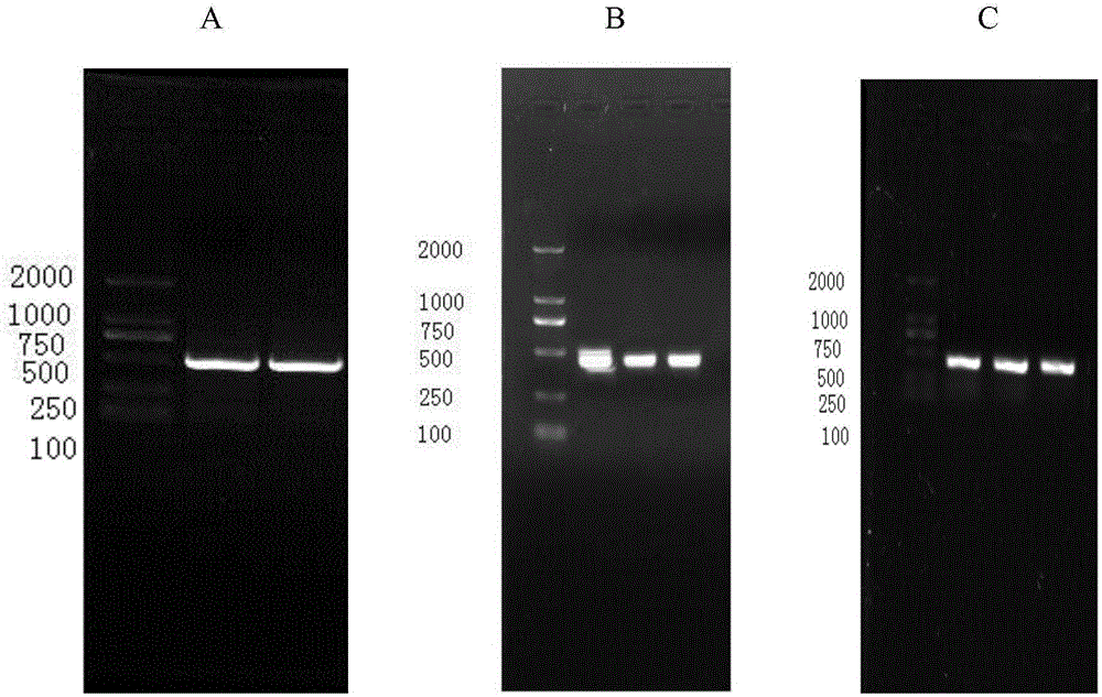 RNA interference feeding method for apolygus lucorum and application of feeding method in gene screening