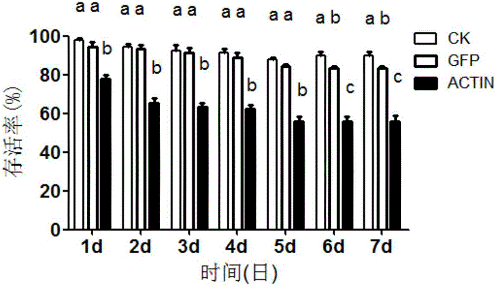 RNA interference feeding method for apolygus lucorum and application of feeding method in gene screening