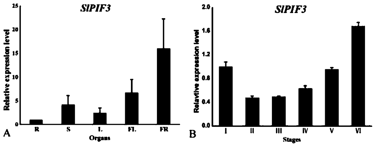 Controllable tomato genic male sterile line established by using S1PIF3 gene and establishing method thereof, and application