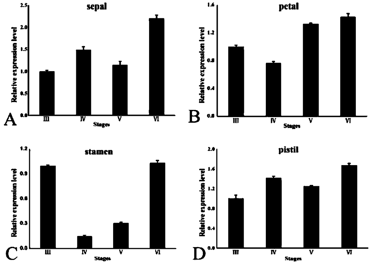 Controllable tomato genic male sterile line established by using S1PIF3 gene and establishing method thereof, and application