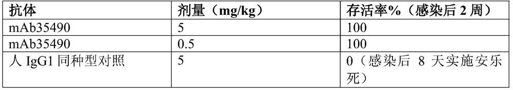 Anti-hemagglutinin antibodies and methods of use thereof