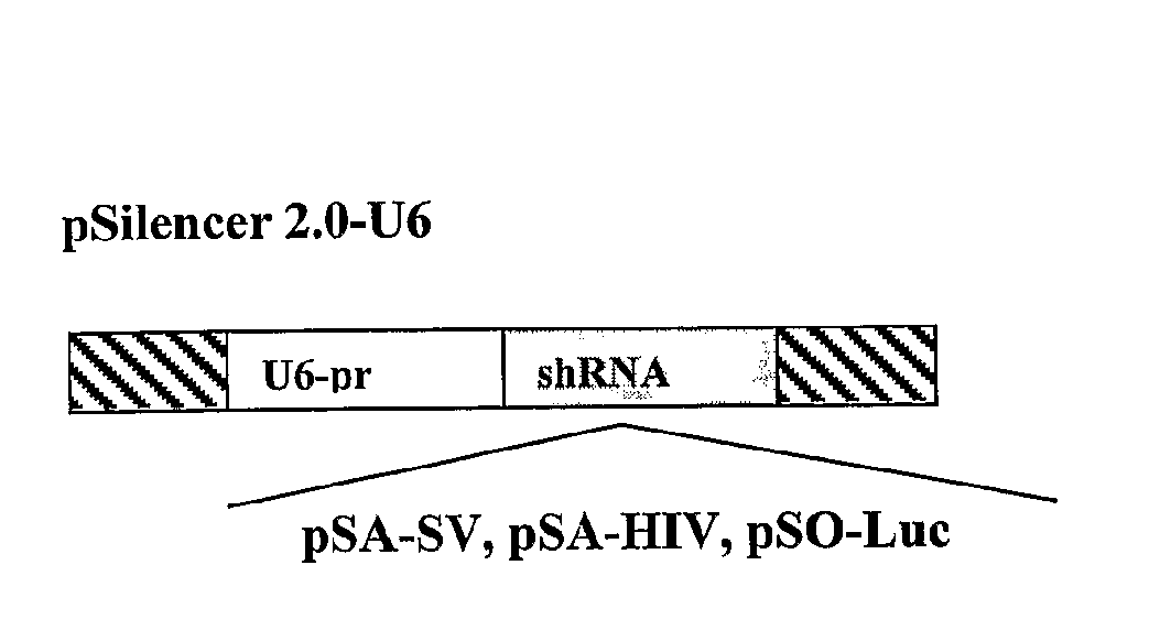 UNIVERSAL TARGET SEQUENCES FOR siRNA GENE SILENCING