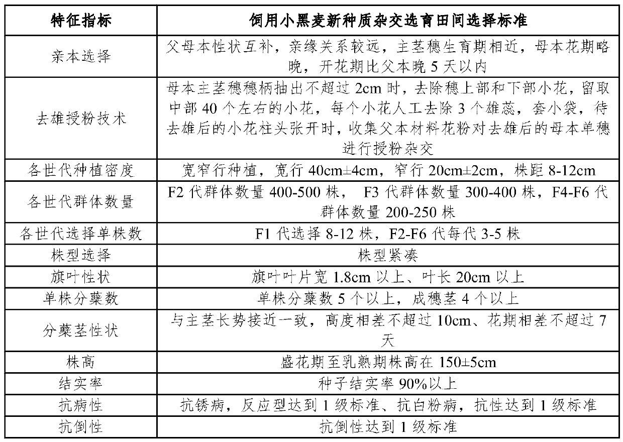 Method for hybrid breeding of new germplasm of feed triticale