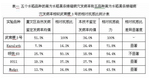 Resistance identification method for southern rice black-streaked dwarf virus variety