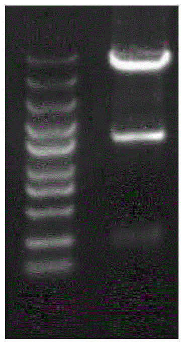 DC cell based on BCG1 antigen, targeting immune cell population, preparation method and applications thereof