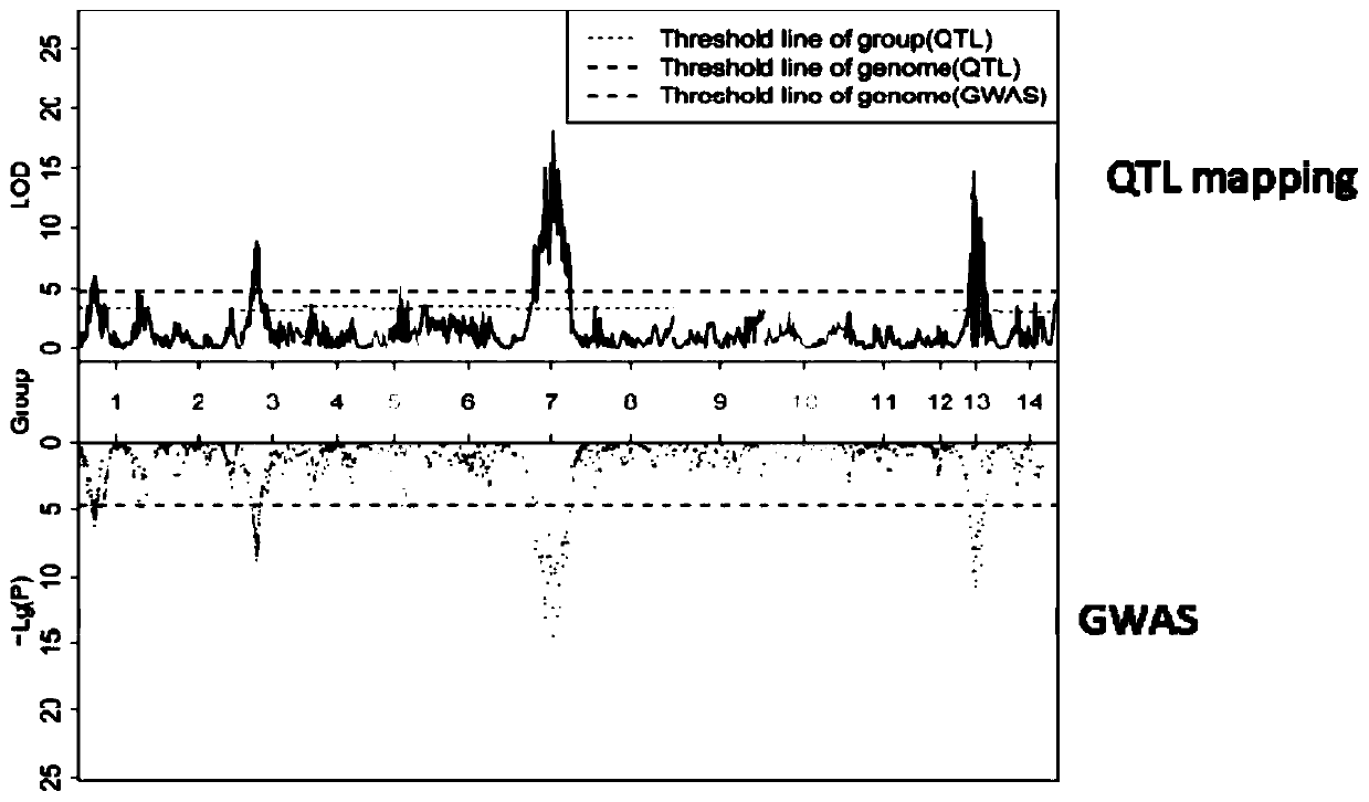 Boehmeria nivea leaf back velutinous main effect QTL and closely linked molecular marker and application thereof