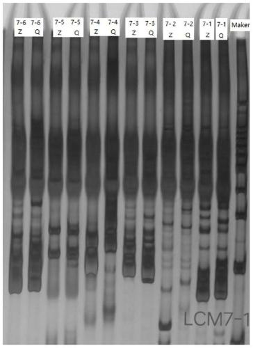 Boehmeria nivea leaf back velutinous main effect QTL and closely linked molecular marker and application thereof