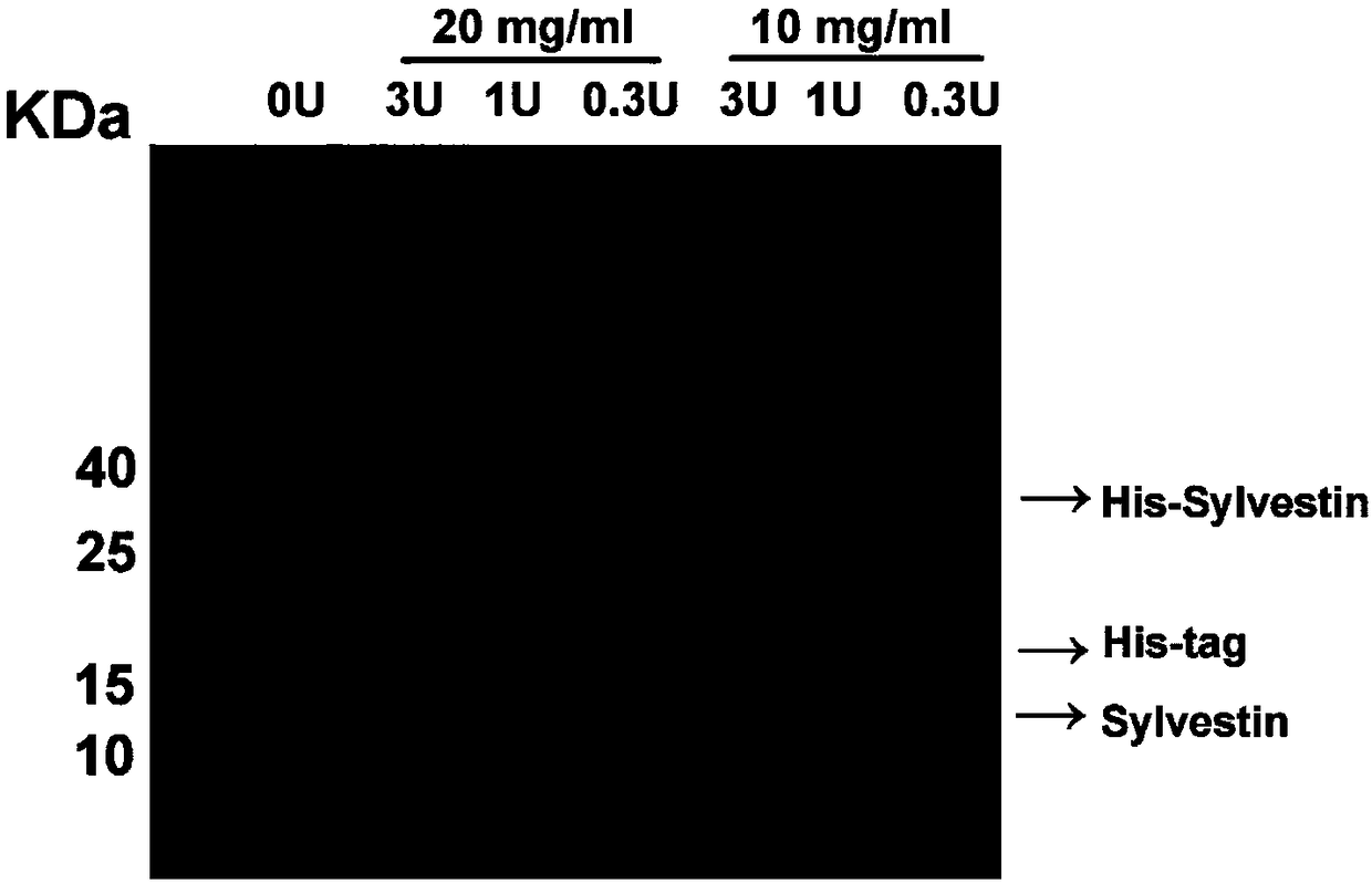 Haemadipsa sylvestris antithrombosis polypeptide Sylvestin as well as in-vitro expression preparation method and application thereof