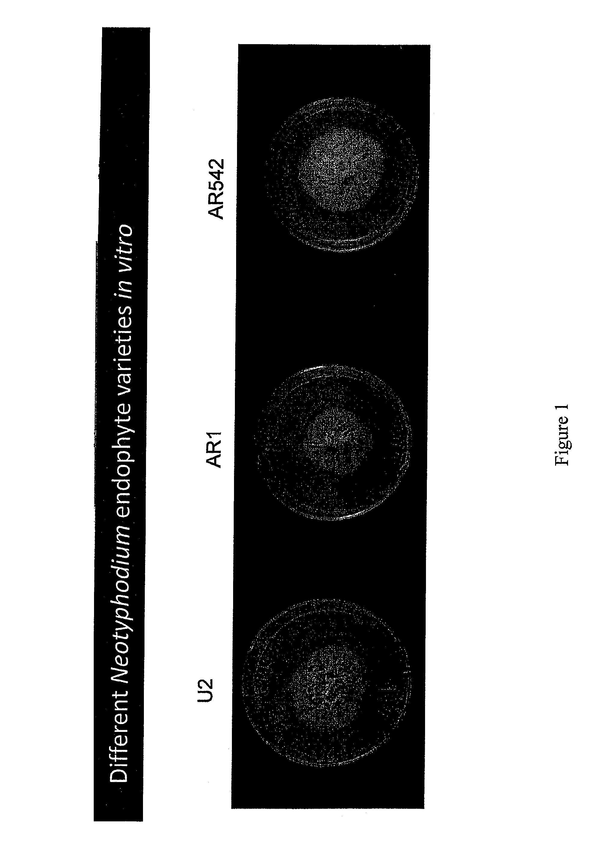 Grass endophyte