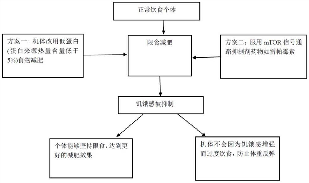 Starvation intervention method based on macro nutrient component change and mTOR signal inhibitor, and application thereof