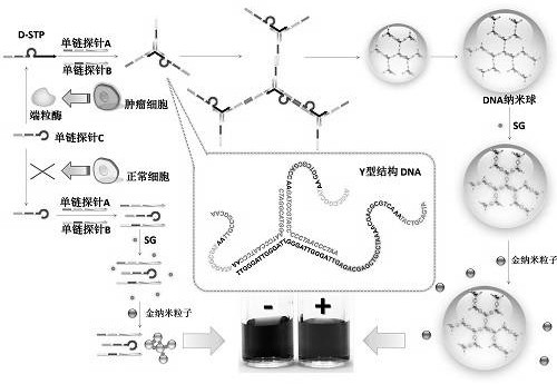 DNA nanosphere detection probe as well as preparation method and application thereof