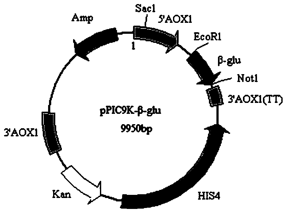 Beta-glucanase and application of beta-glucanase in inhibiting aspergillus ochraceus