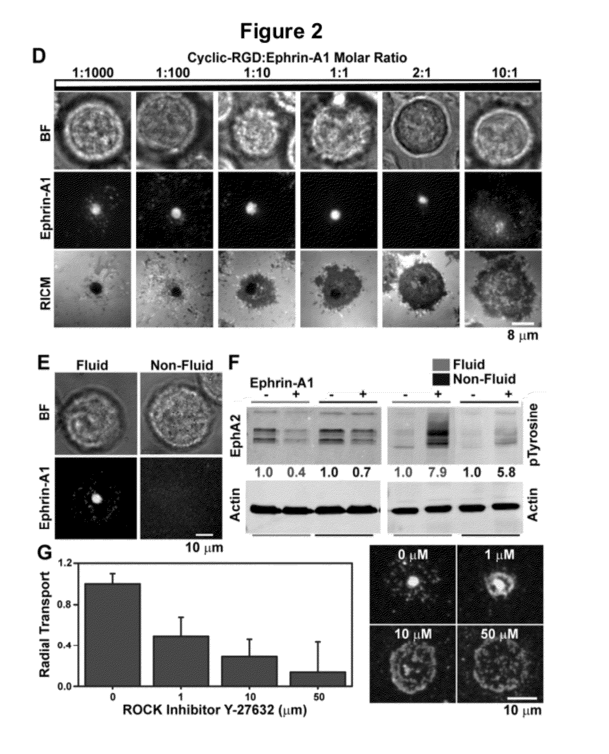 Spatial Biomarker of Disease and Detection of Spatial Organization of Cellular Receptors