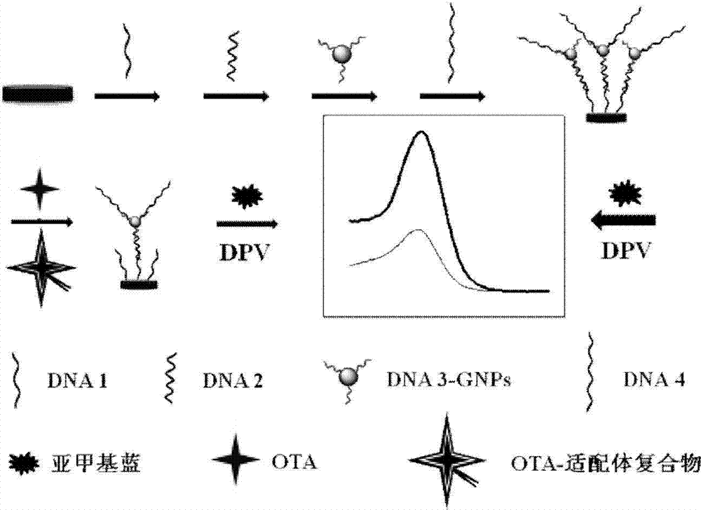 A method for the detection of trace amounts of ochratoxin a by electrochemical aptasensor